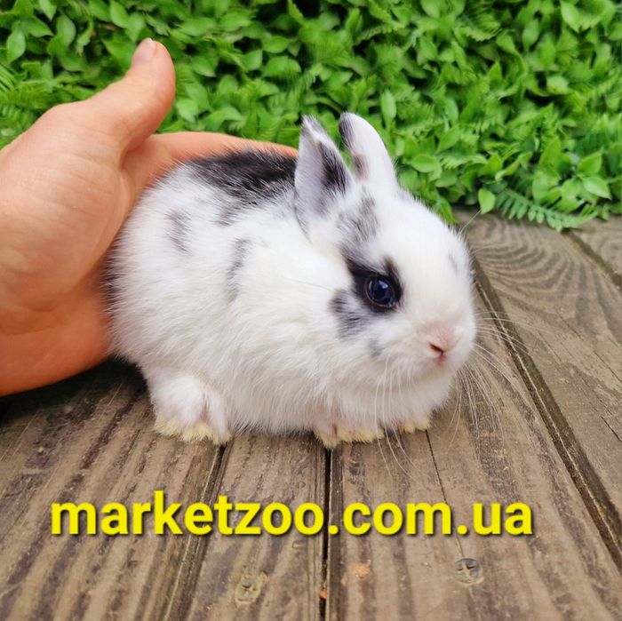 Нідерландський міні кролик хлопчик зі щепленнями