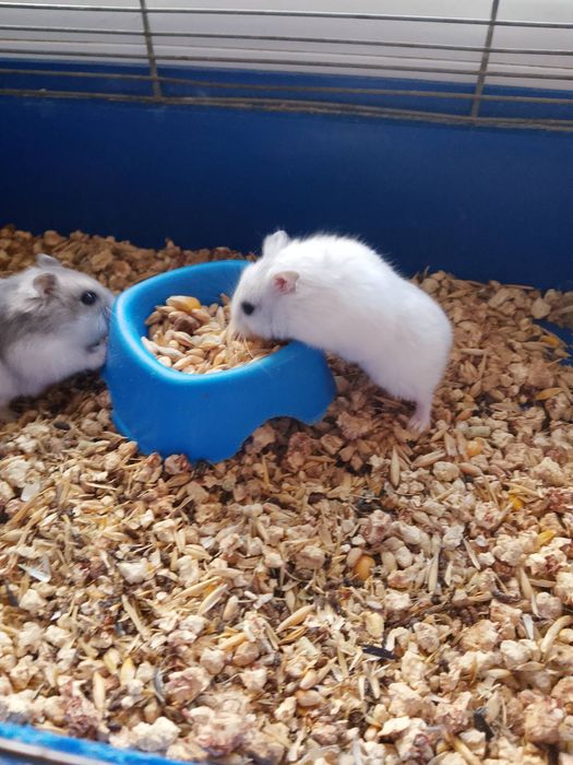 Джунгарский хомяк