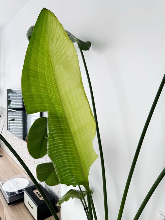 Стреліція Миколая (висота 2.6м)