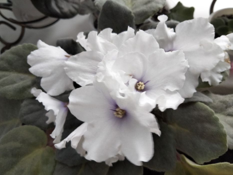 Фіалки.   квітучі