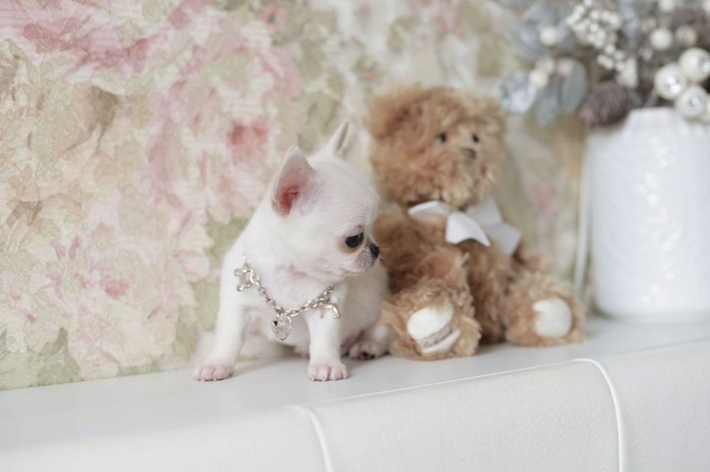 Xxxxs chihuahua fci chłopak