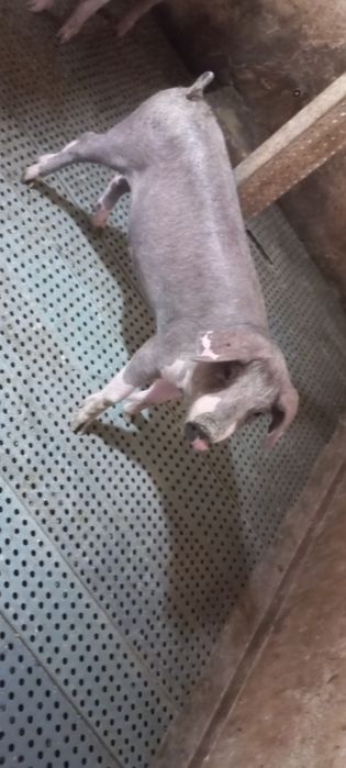 2 Porcas cruzadas Large White/ Bisaro