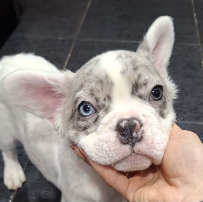 Французький бульдог флаффі окрас "Мерле"