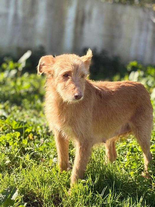 Cadela para adoçao (Oriana)