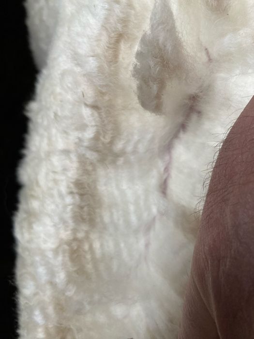 Alpaka, alpaki młody samiec sprzedam