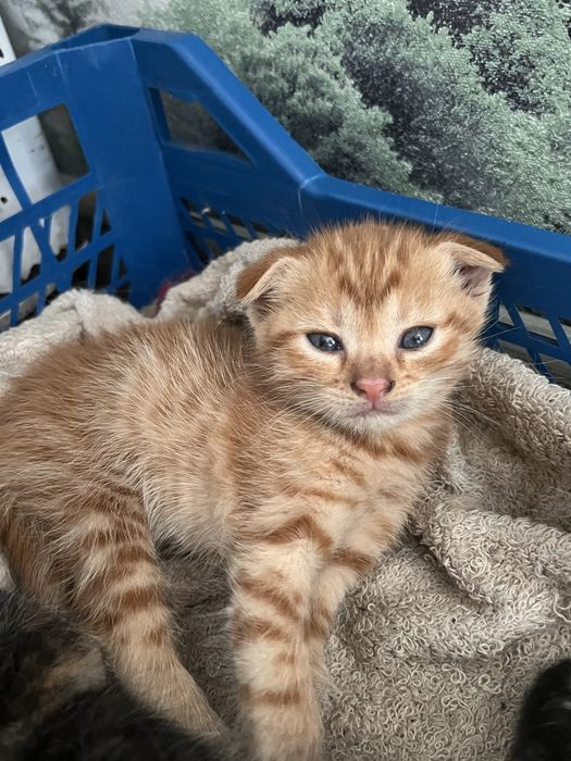 Отдам котят в добрые руки!
