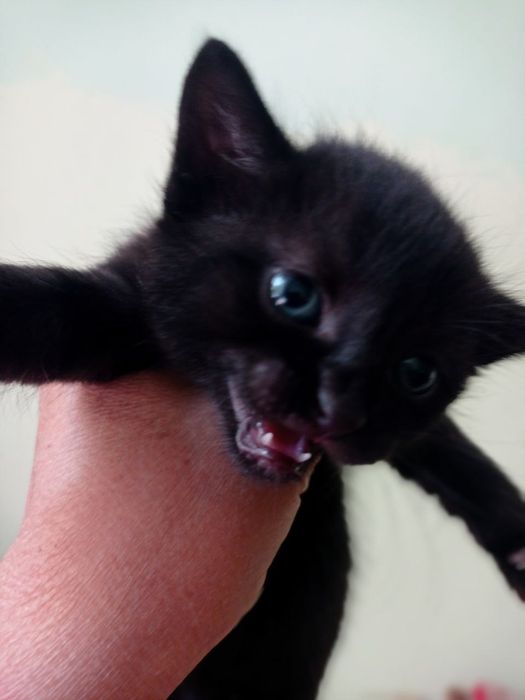 Кошенята, кошеня