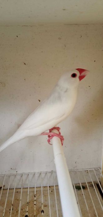 Pardal Java branco e cinza macho
