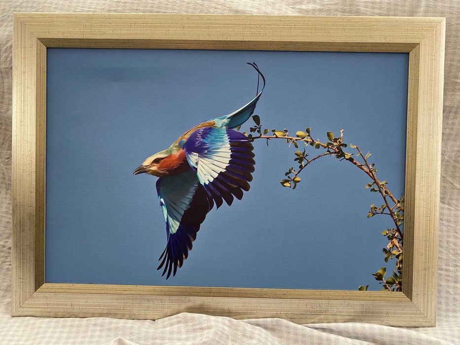 Quadro emoldurado com fotografia de rolieiro