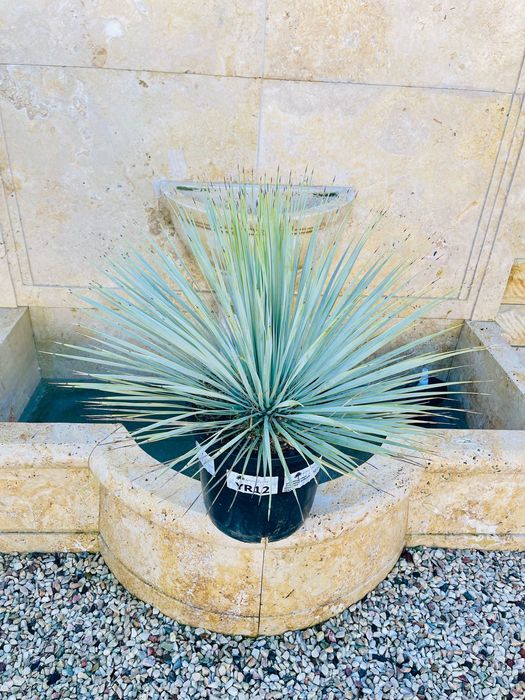 Yucca Rostrata Juka 60-80cm mrozoodporna -20