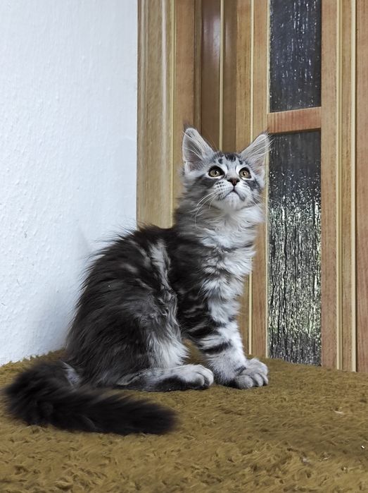 Мейн кун дівчинка