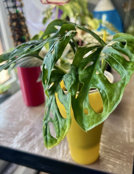 philodendron splendid, monstera, alokazja