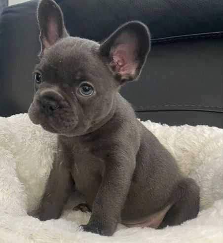 Французкий бульдог щенки в голубом окрасе!