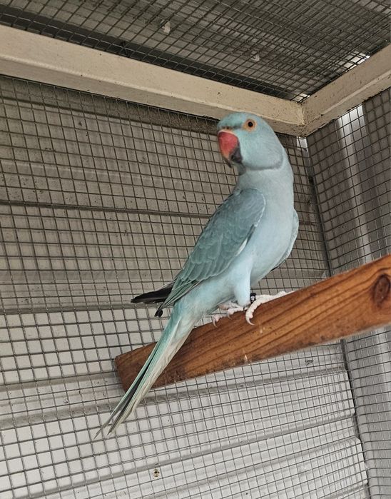 Ring neck azul canela portador cc