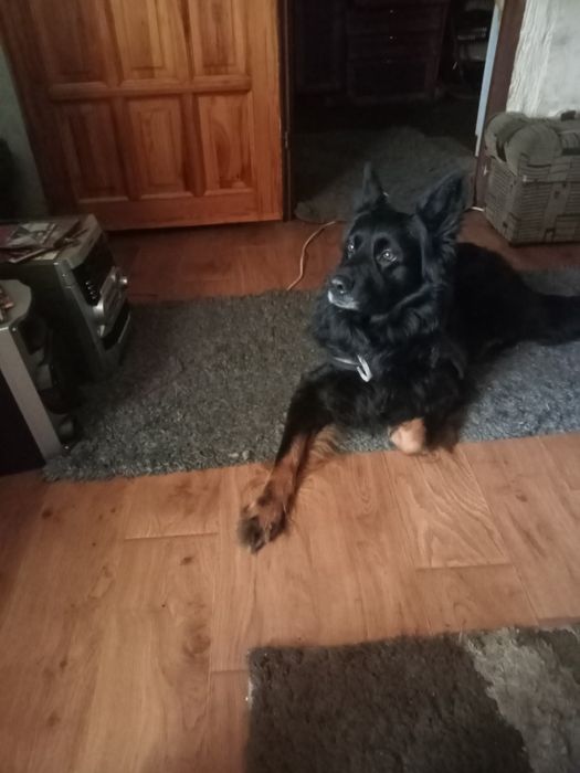 Odam psa za darmo