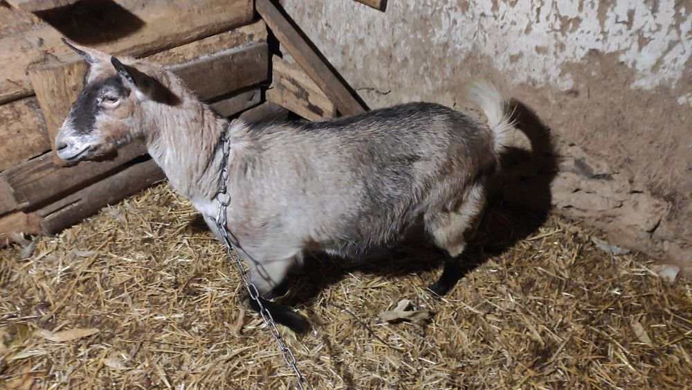 Терміново!!! Продам Шуту козу, дійну козочку, козла