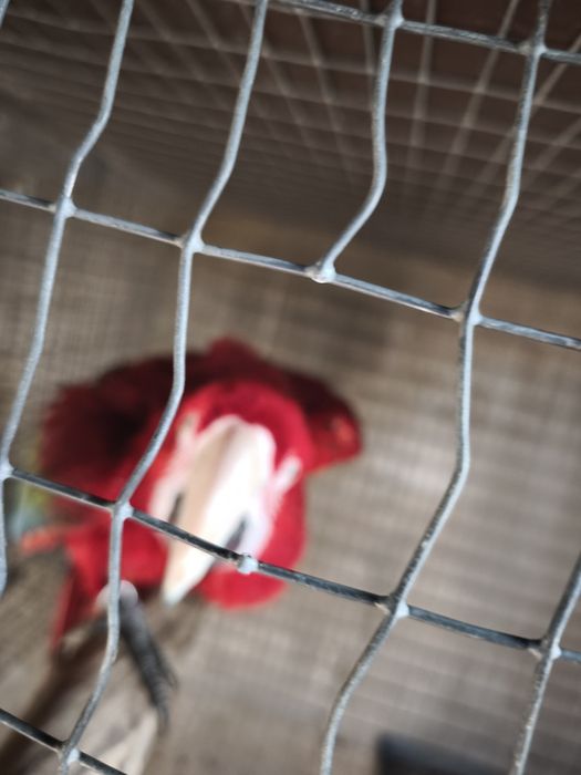 arara chloropthera macho 2013 anilha fechada reprodutor documentos pro