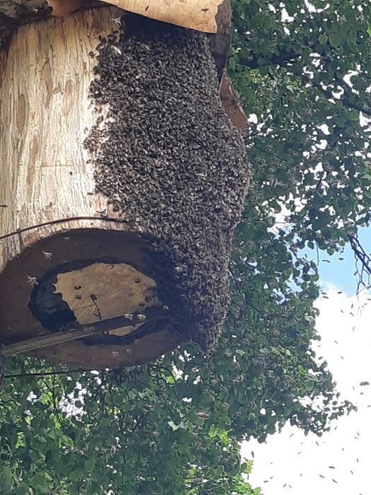 Barć dla pszczół, Kłoda bartna, Ule ozdobne rzeźbione, bartnictwo