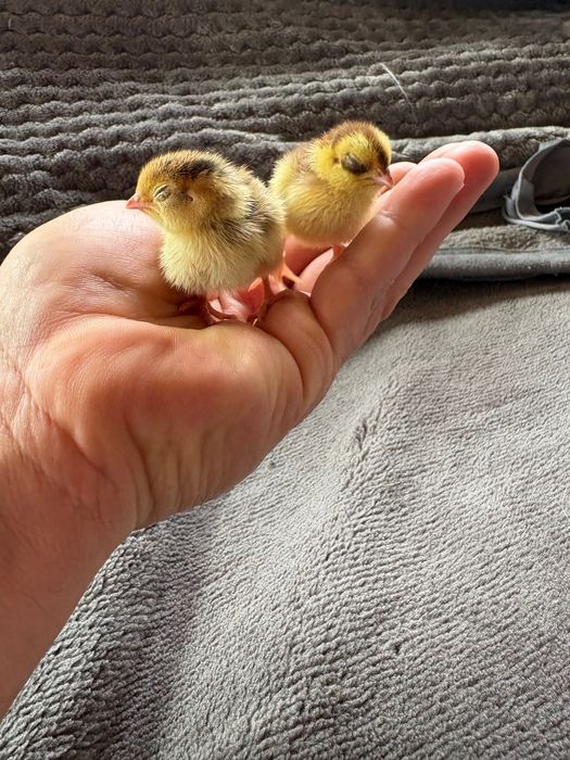 Przepiórki pisklaki