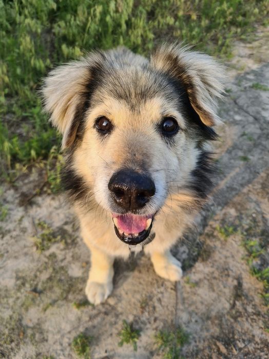 Пес собака коргі-подібний шукає дім родину на доживання старенький  ос