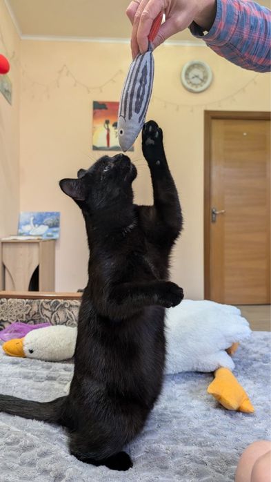 Котик Карбонель,  це чудо кіт!