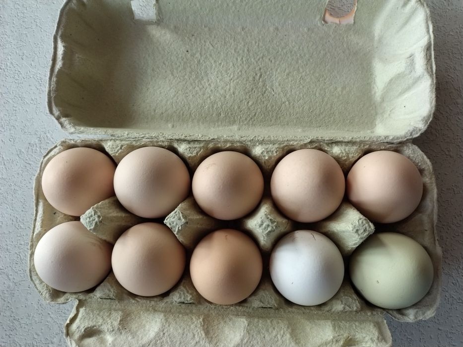 Wiejskie kurze jajka