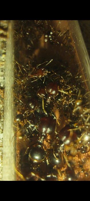 Carebara Diversa kolonia mrówek