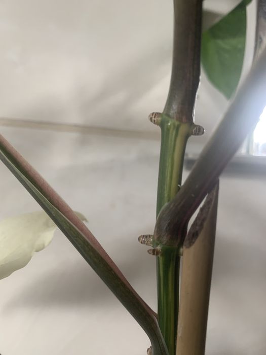 Sygnonium emerald gem - szczepka !