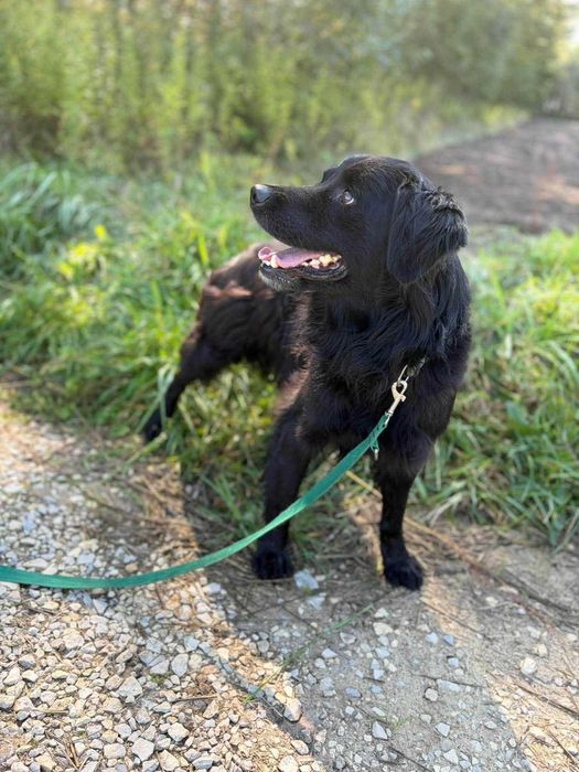 Mini czarny golden Davos do adopcji- pilnie