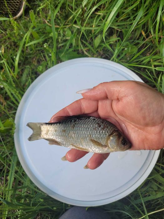 Karaś srebrzysty na żywca