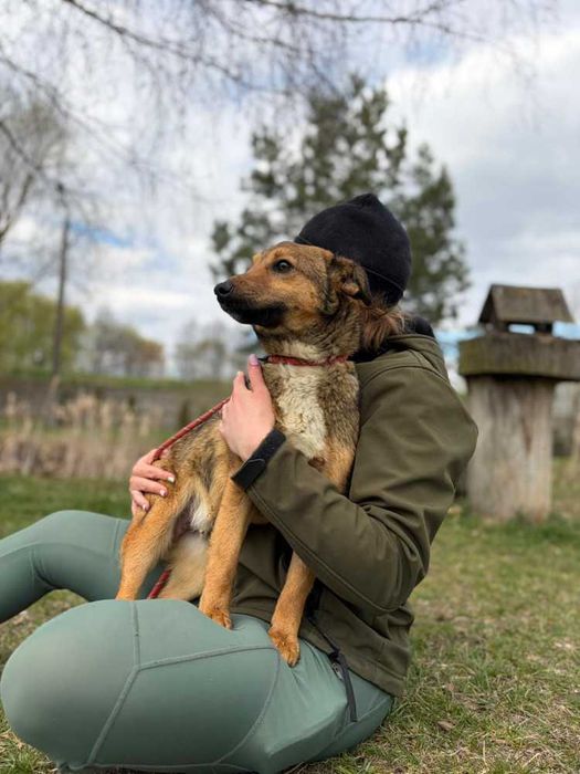 349193 Lisek do adopcji