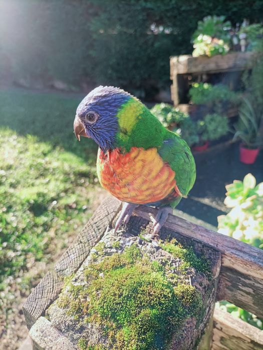 Loris Molucano criado à mão