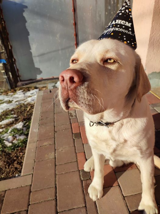 В'язка лабрадор-хлопчик