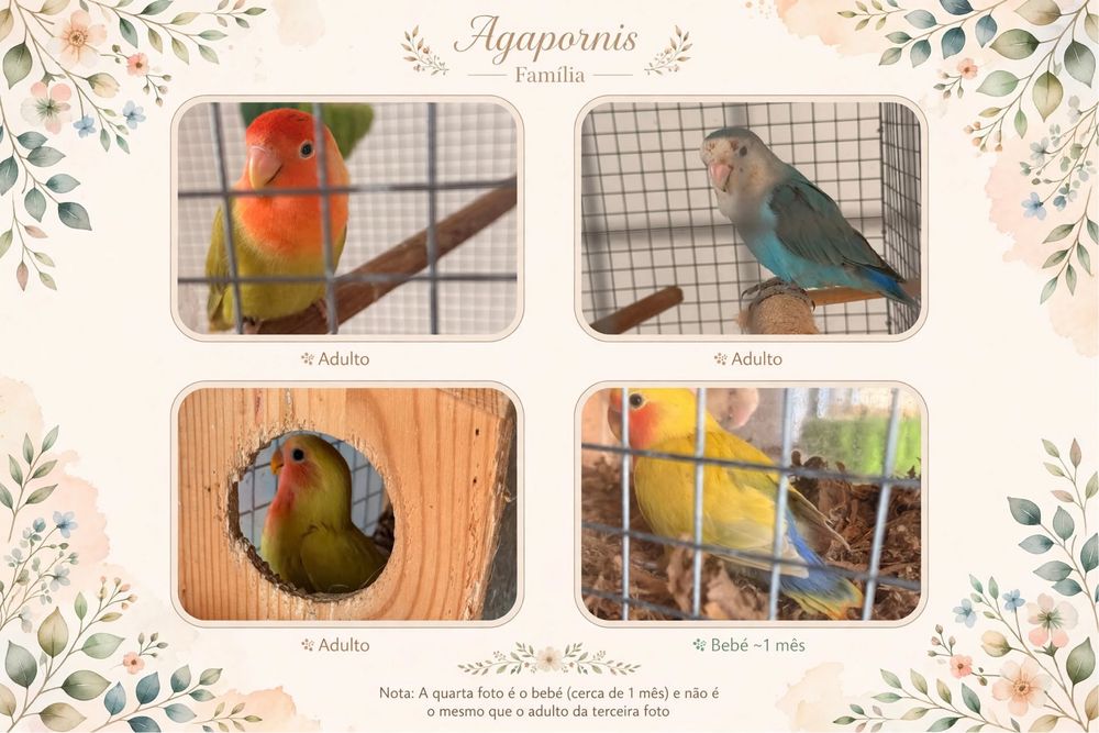 Grande Viveiro / Gaiola para Aves (1.60m) + Acessórios