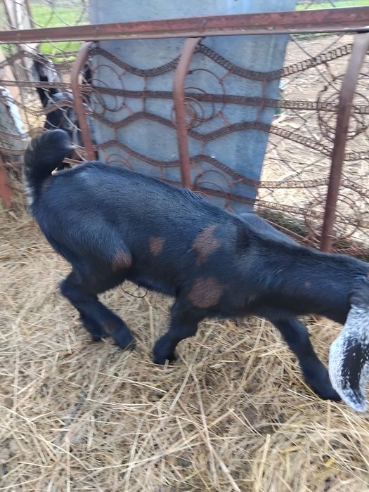 Козочка нубо-каморі