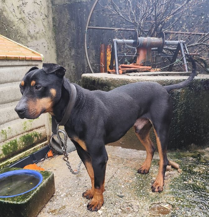 Adoção responsável