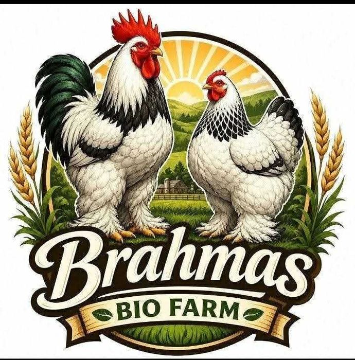 Brahmas Criação Exclusiva - Brahma Bio Farm