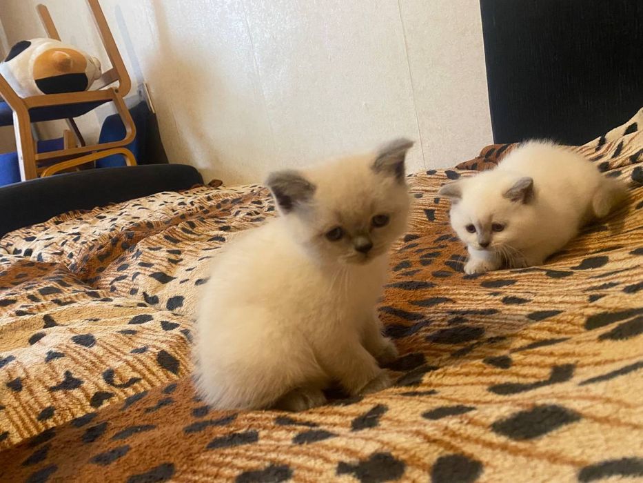 Кошенята  британці  короткошерсті блю поінт