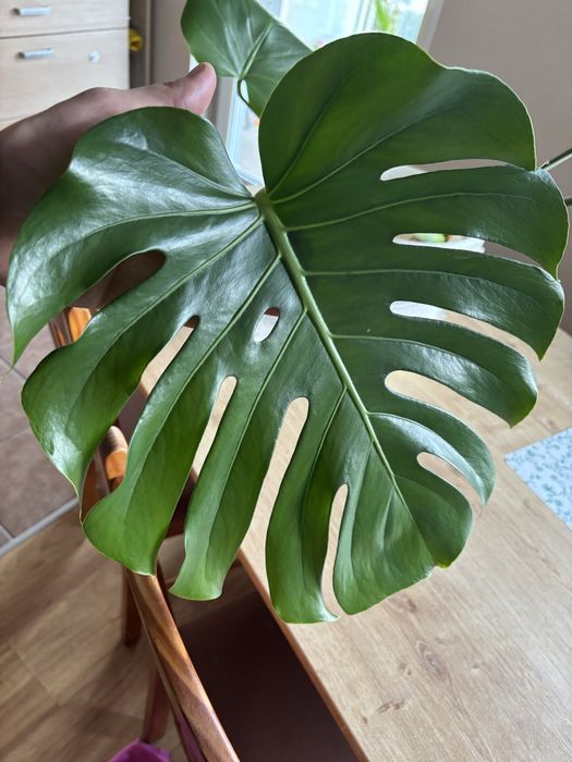 Monstera szczepka