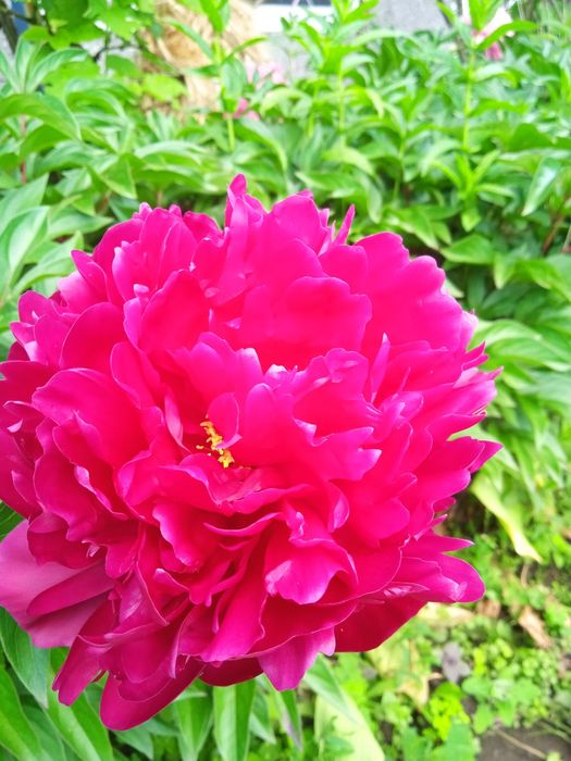 Піони кущі різних розмірів.