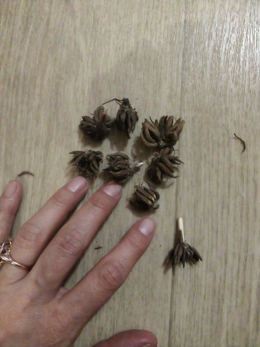 Продам ранунклюси лютики