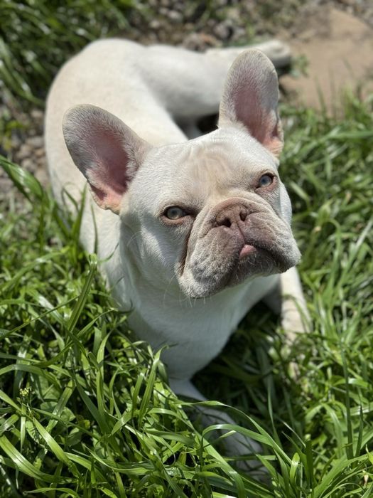 Предлагается для вязки французский бульдог Lilac Tan под кремом!