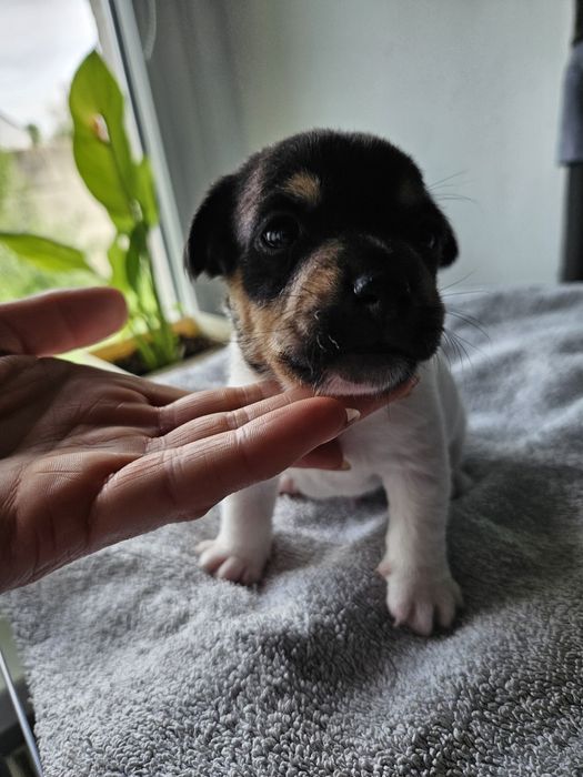 Sunia Jack russell