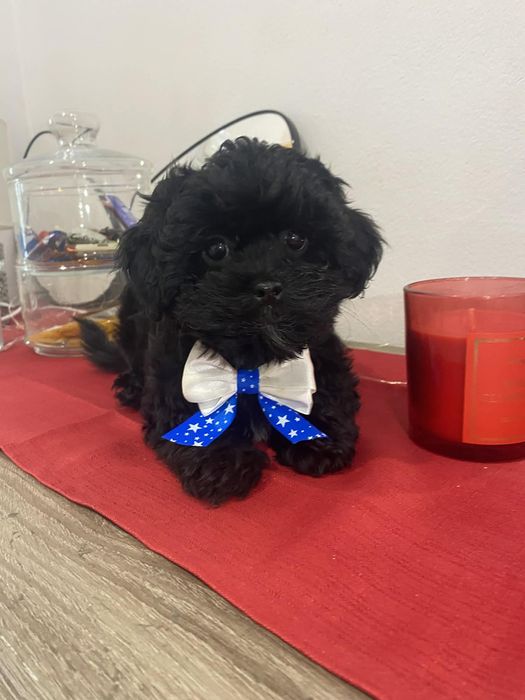 Shih-Poo śliczny piesek shih tzu pudel