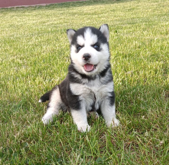 Suczka  Siberian husky z elitarnym rodowodem