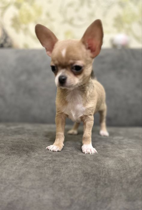 Маленький мальчик