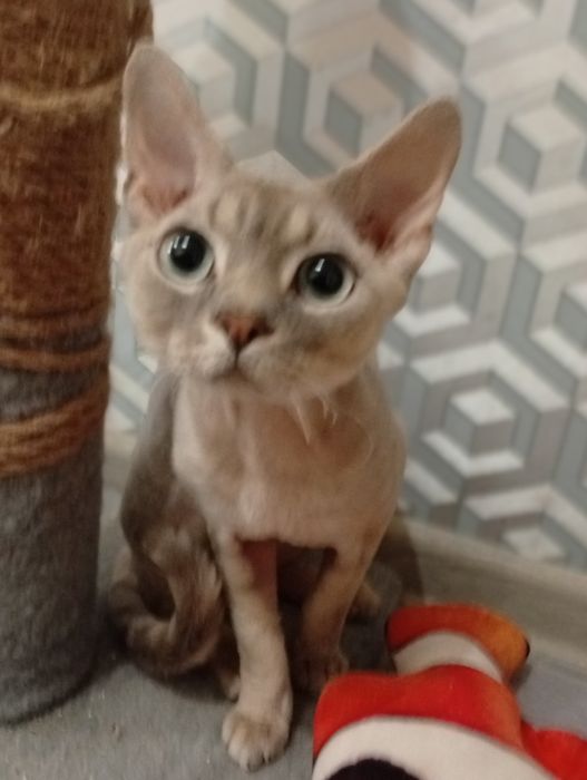 КИЕВ! Вязка Девон Рекс! Devon Rex. Кот для вязки.