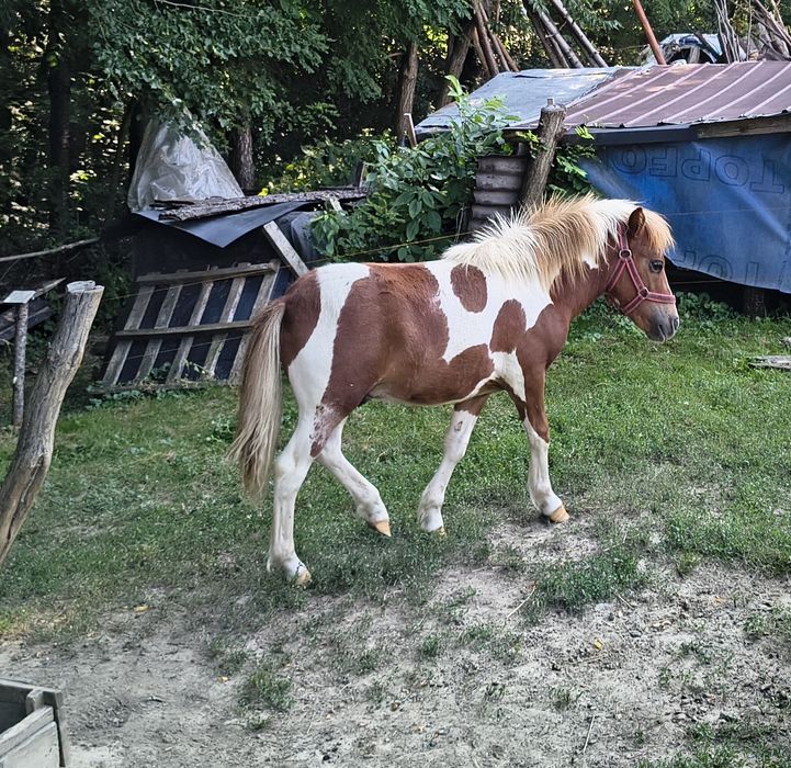Kuc kucyk młody ogierek