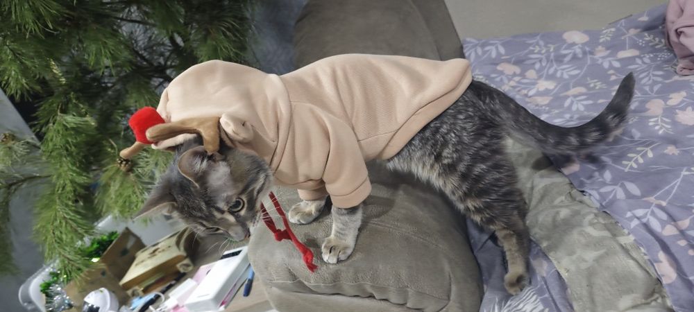 Свитер для котика / собачки в форме оленя , с рогами , размер s