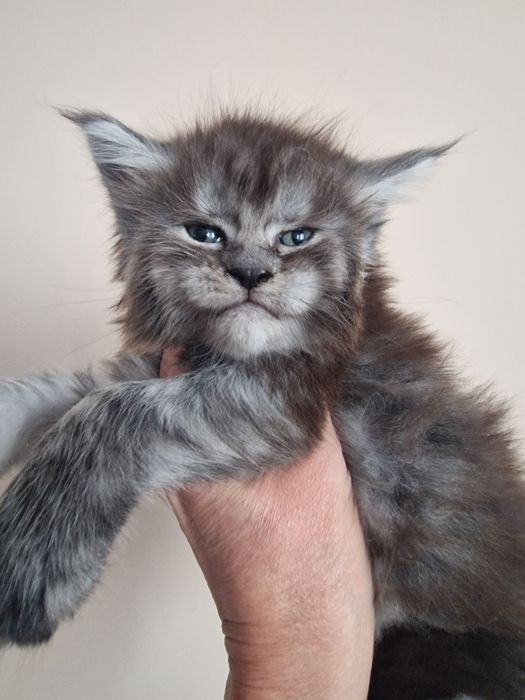 Maine Coon kotka koteczka kocięta Rezerwacja